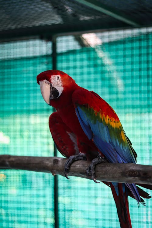 Colorful Bird Perched on Tree Branch