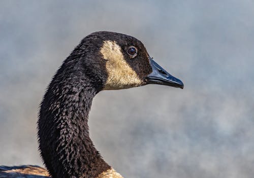 Black and Brown Goose in Close Up Photography