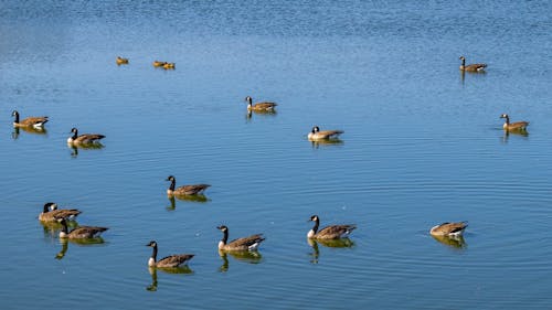 Foto profissional grátis de água, animais, animais selvagens