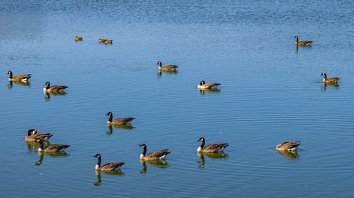 Free Flock of Canada geese gracefully swimming across a calm blue lake. Stock Photo