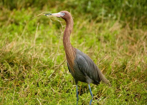 Gratis stockfoto met aviaire, fotografie van vogels, gras