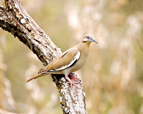 Close-Up Shot of a Pigeon Perched on a Tree Branch