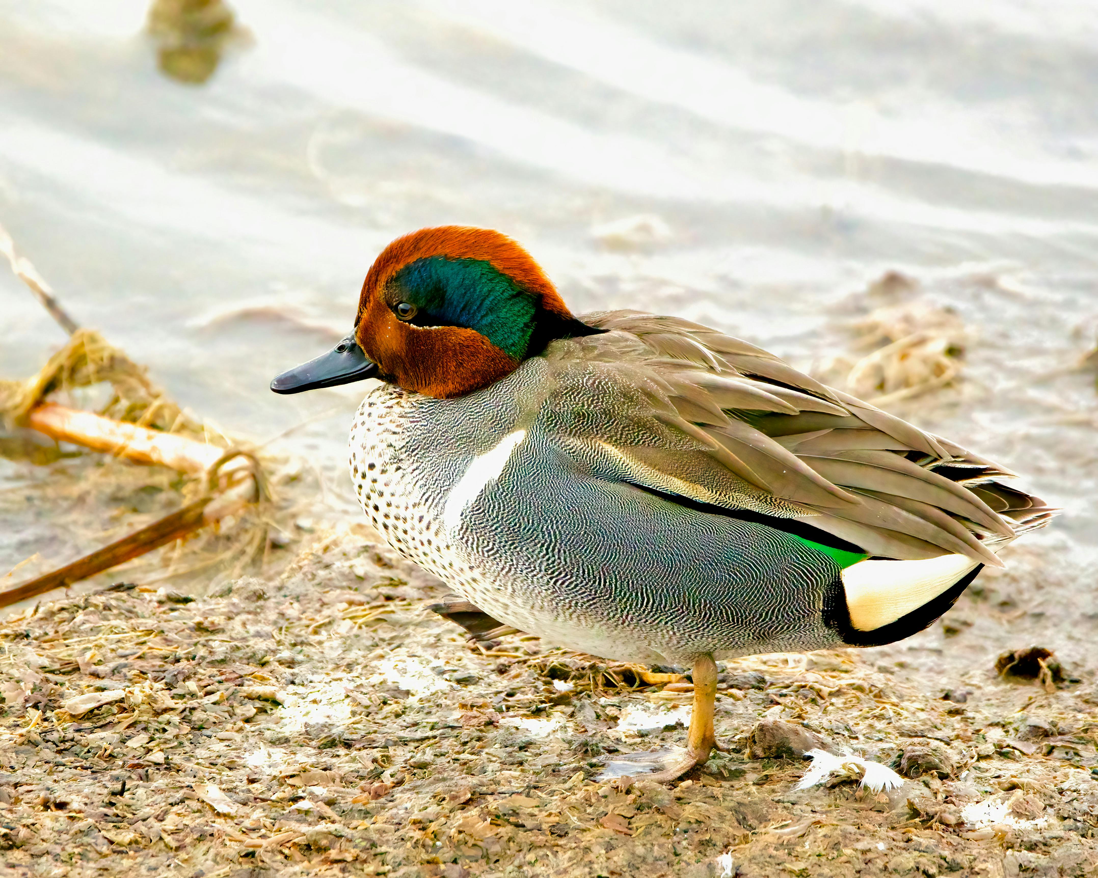 Brightly colored Green-Winged Teal duck captured during daytime by the water's edge.