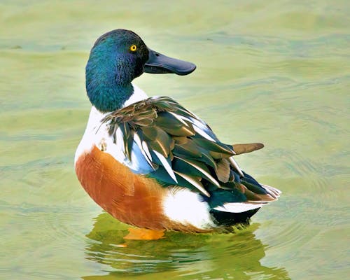 Close-Up Shot of a Duck