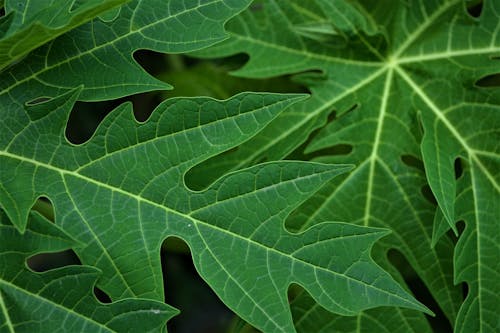 Close-Up Shot of Green Papaya Leaves