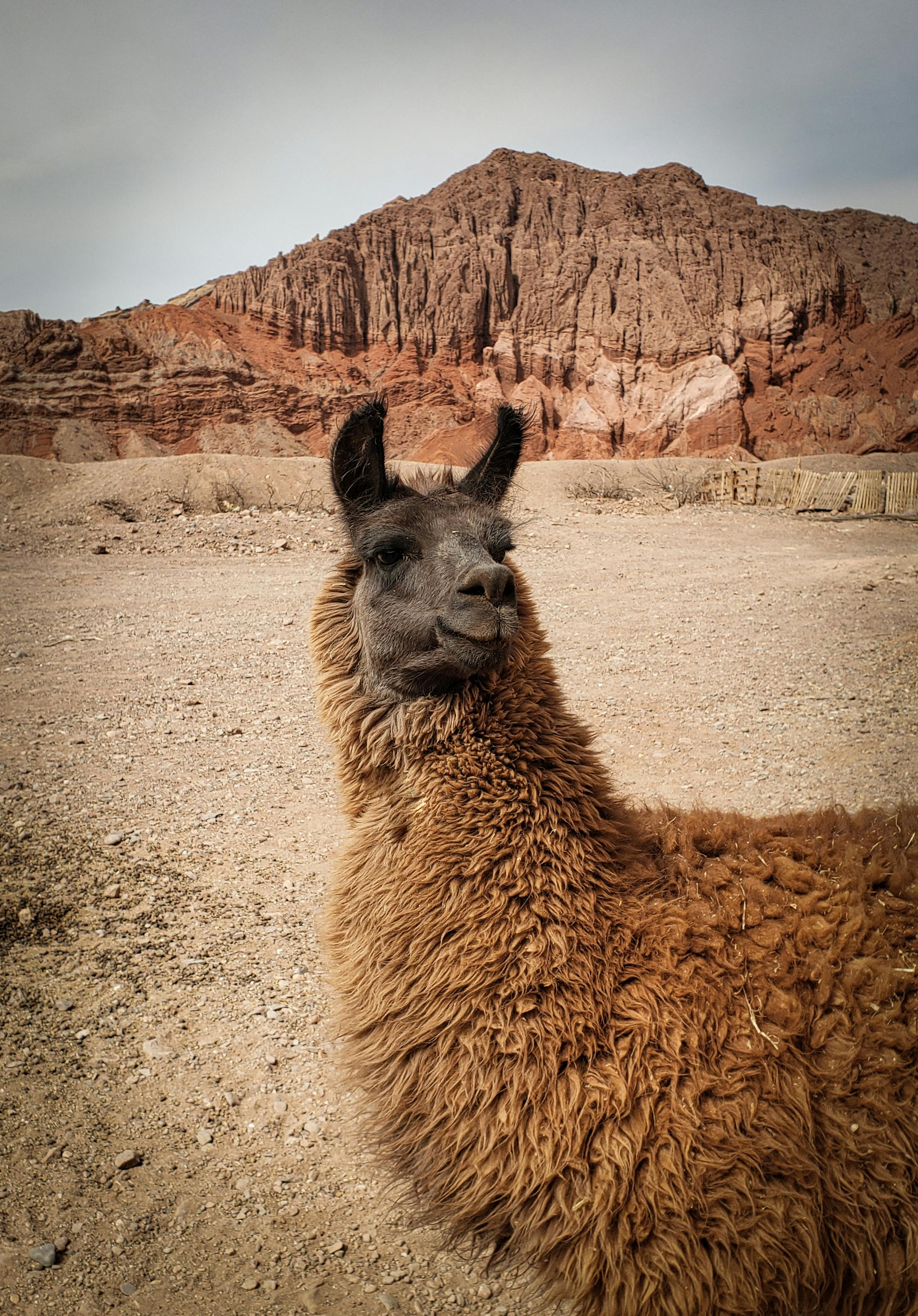 Brown Llama on Brown Sand