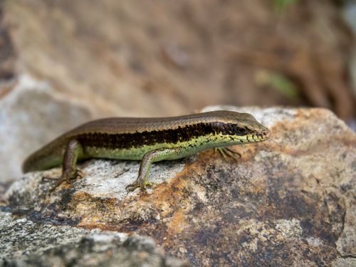 Free Close-up of a Eutropis longicaudata lizard resting on a rock outdoors. Stock Photo