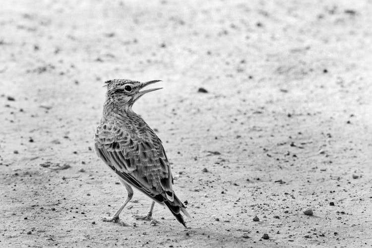 A Grayscale Of A Crested Lark