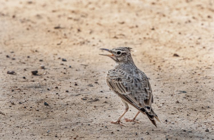 A Crested Lark On The Ground