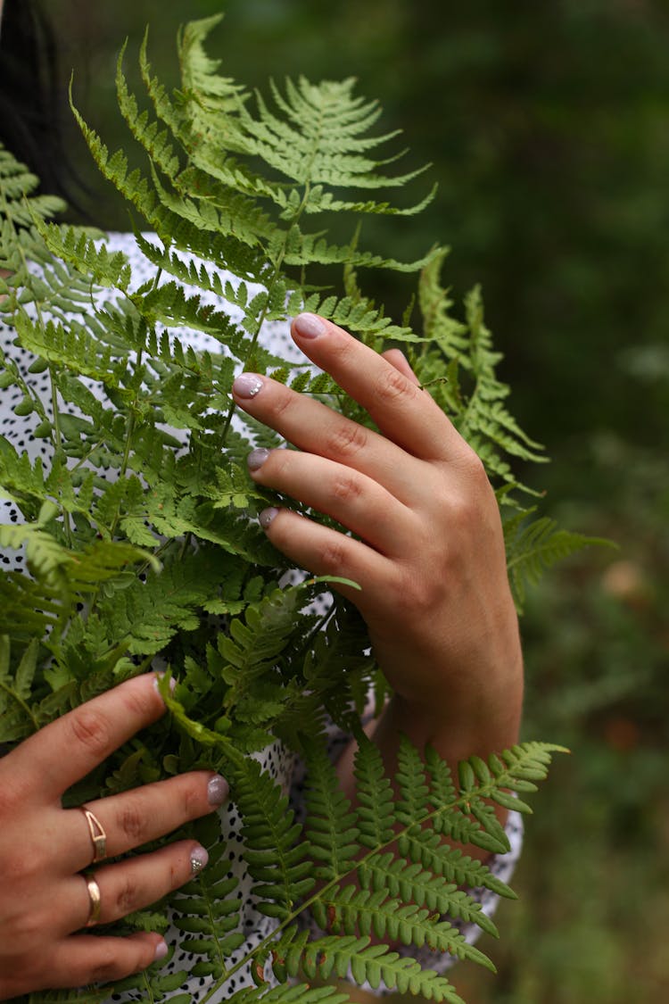 A Person Holding A Fern Plant