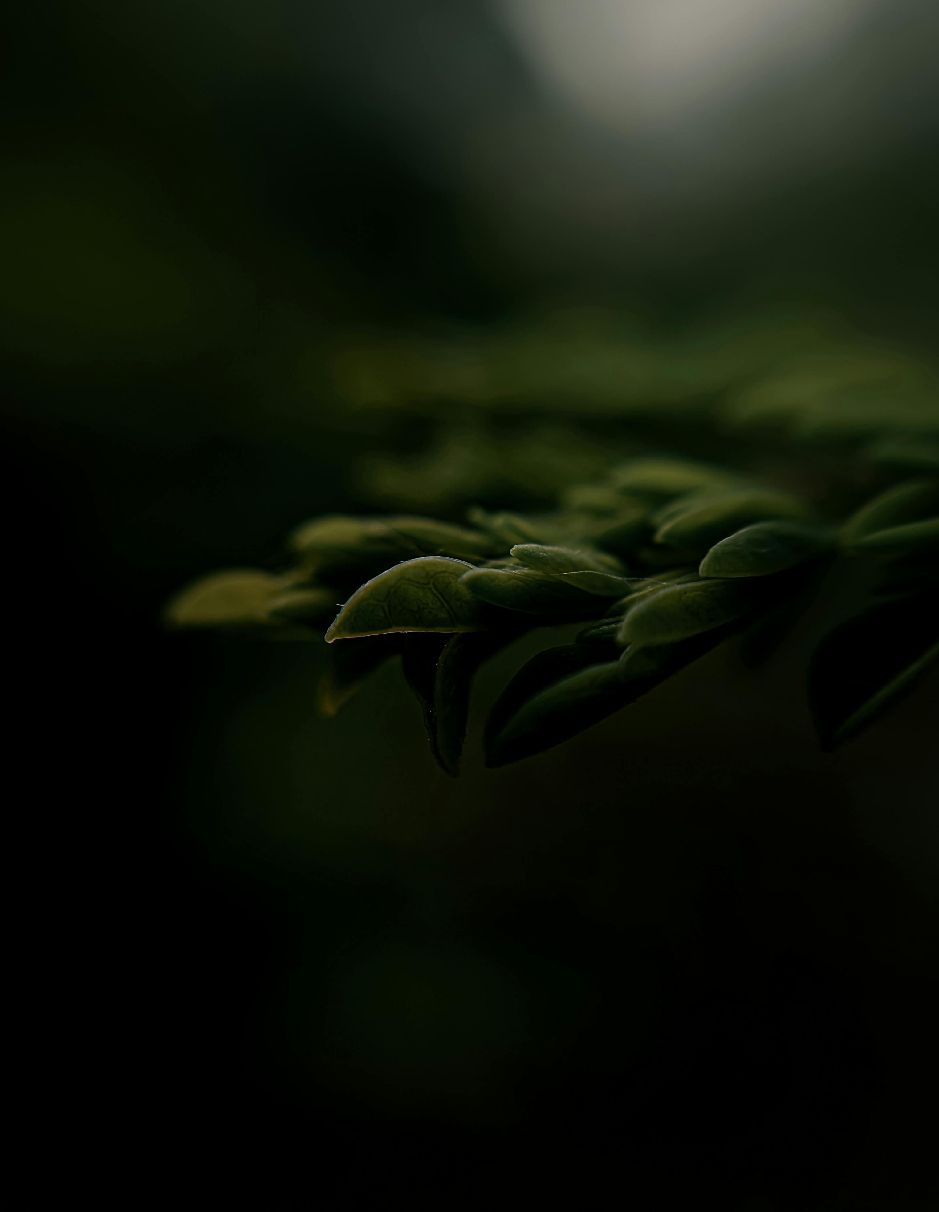 A detailed macro shot of green leaves with a dark and moody background.