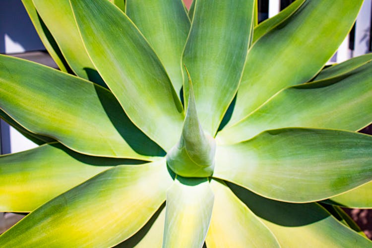 A Foxtail Agave Plant