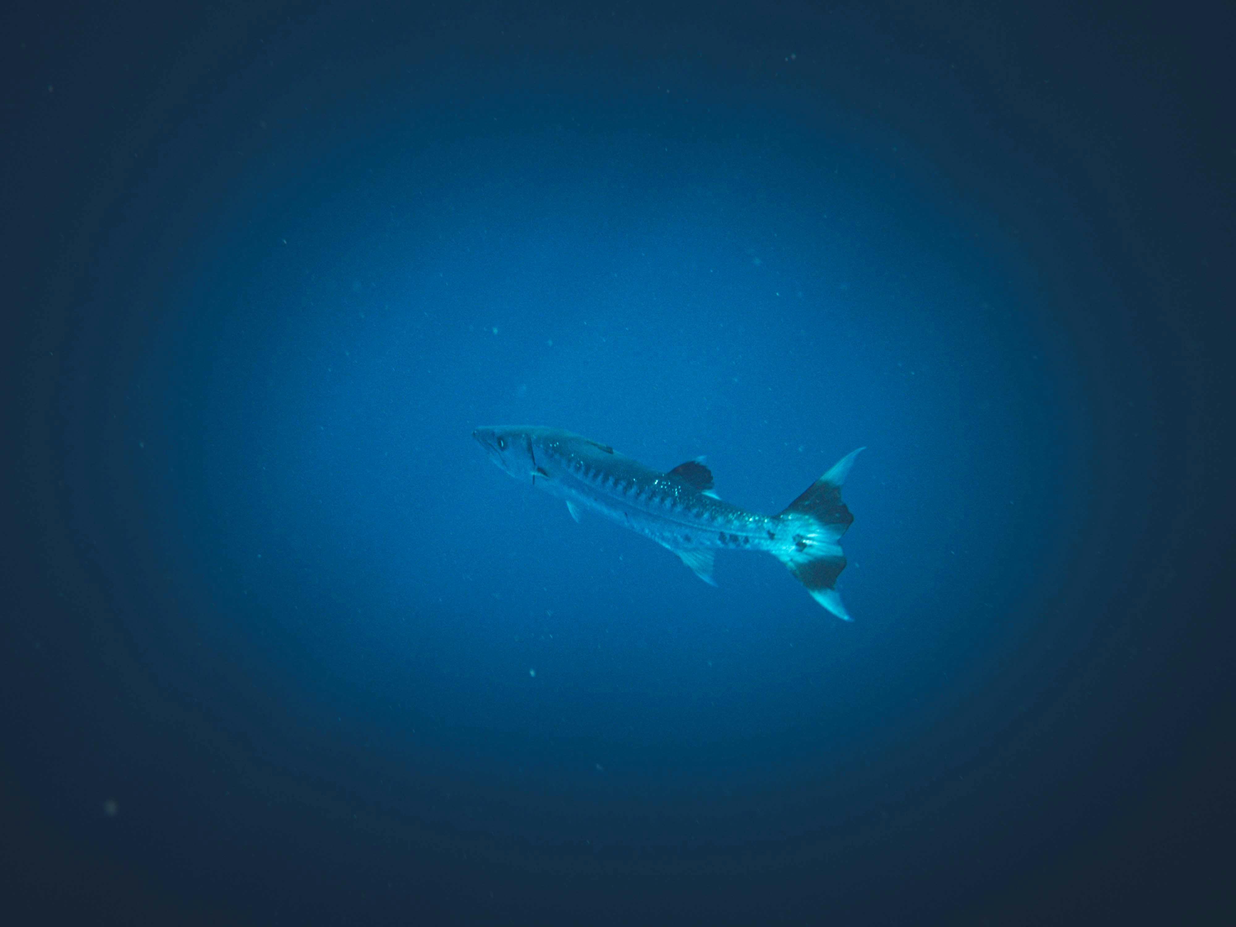 A lone great barracuda swimming gracefully in deep blue ocean water.