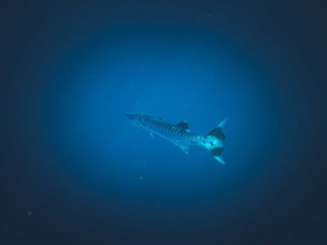Great Blue Hole diving day — Belize