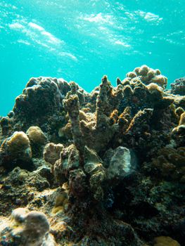 Explore the vivid colors and textures of a thriving coral reef in clear ocean waters.