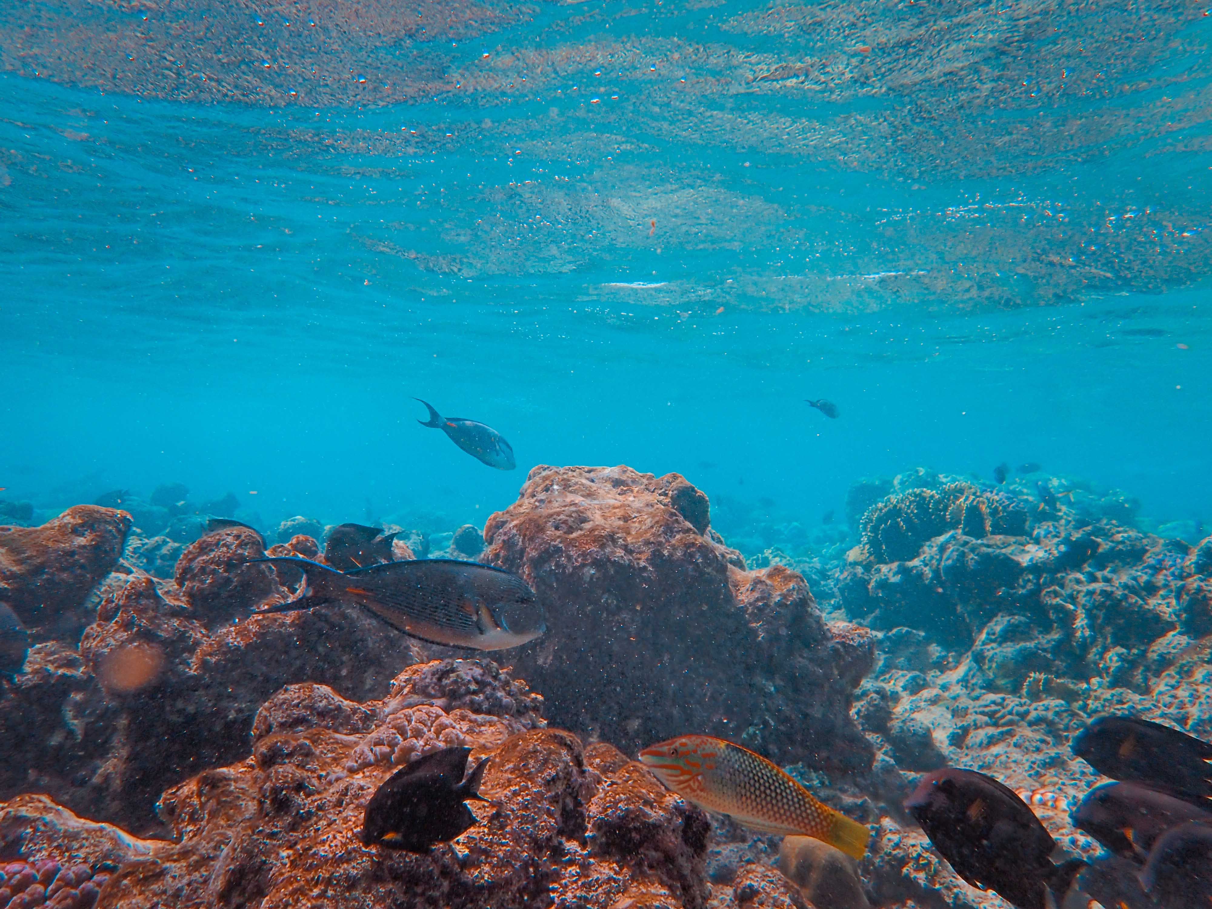 What You Will See Underwater — Exuma travel guide photo