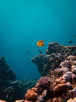 Explore the vibrant underwater world with corals and colorful fish in this vibrant marine scene.