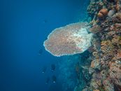 A detailed view of a colorful coral reef with diverse marine life swimming around.