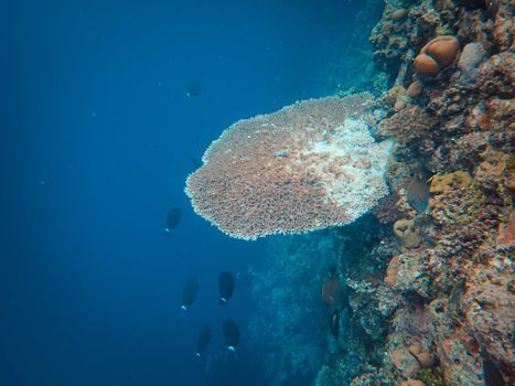 A detailed view of a colorful coral reef with diverse marine life swimming around.