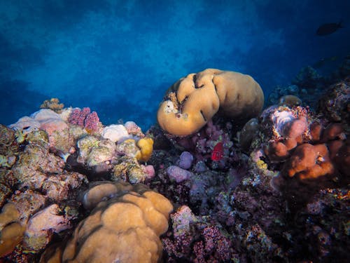 Corals Underwater