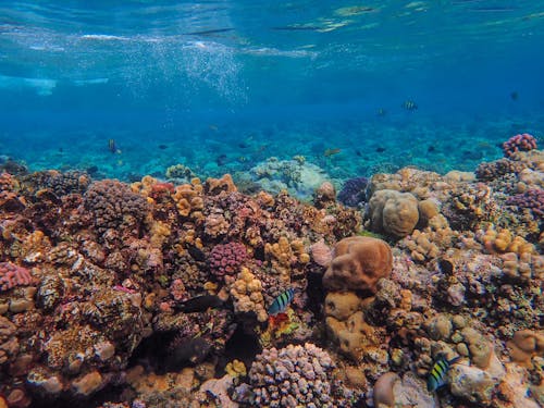 Gratuit Imagine de stoc gratuită din apă, coral, exotic Fotografie de stoc