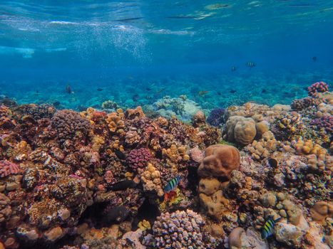 Colorful coral reef with diverse marine life in clear blue water.