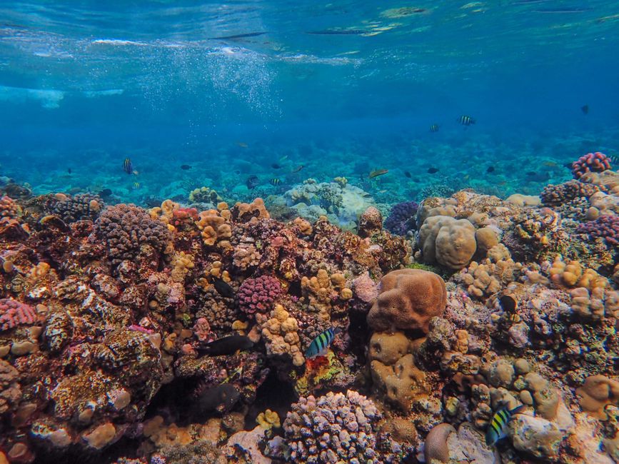 Colorful coral reef with diverse marine life in clear blue water. - GoPro vs. Smartphone: Which is Better for Your Caribbean Vacation?