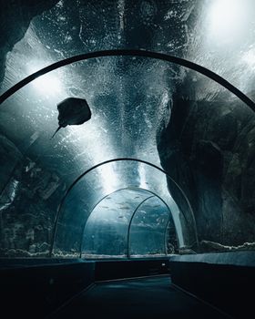 Explore the mesmerizing view of diverse marine life through this underwater aquarium tunnel.