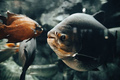 Gratis Foto stok gratis akuarium, binatang, di bawah air Foto Stok