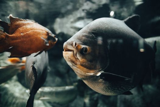 Detailed underwater shot of fish swimming in an aquarium tank, showcasing aquatic life.