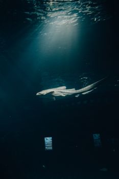 Captivating image of a zebra shark swimming in the ocean's depths, showcasing its grace and beauty.