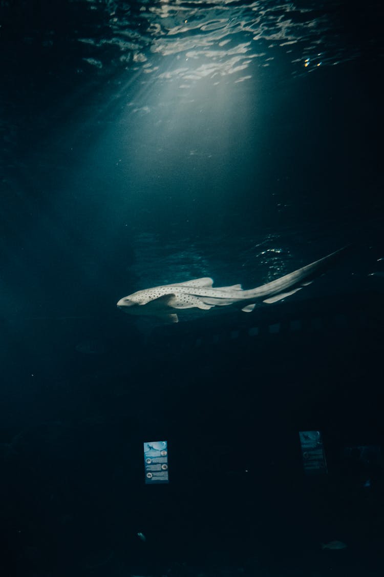 A Zebra Shark Underwater