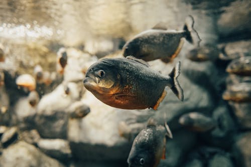 Black and Orange Fish in Tilt Shift Lens