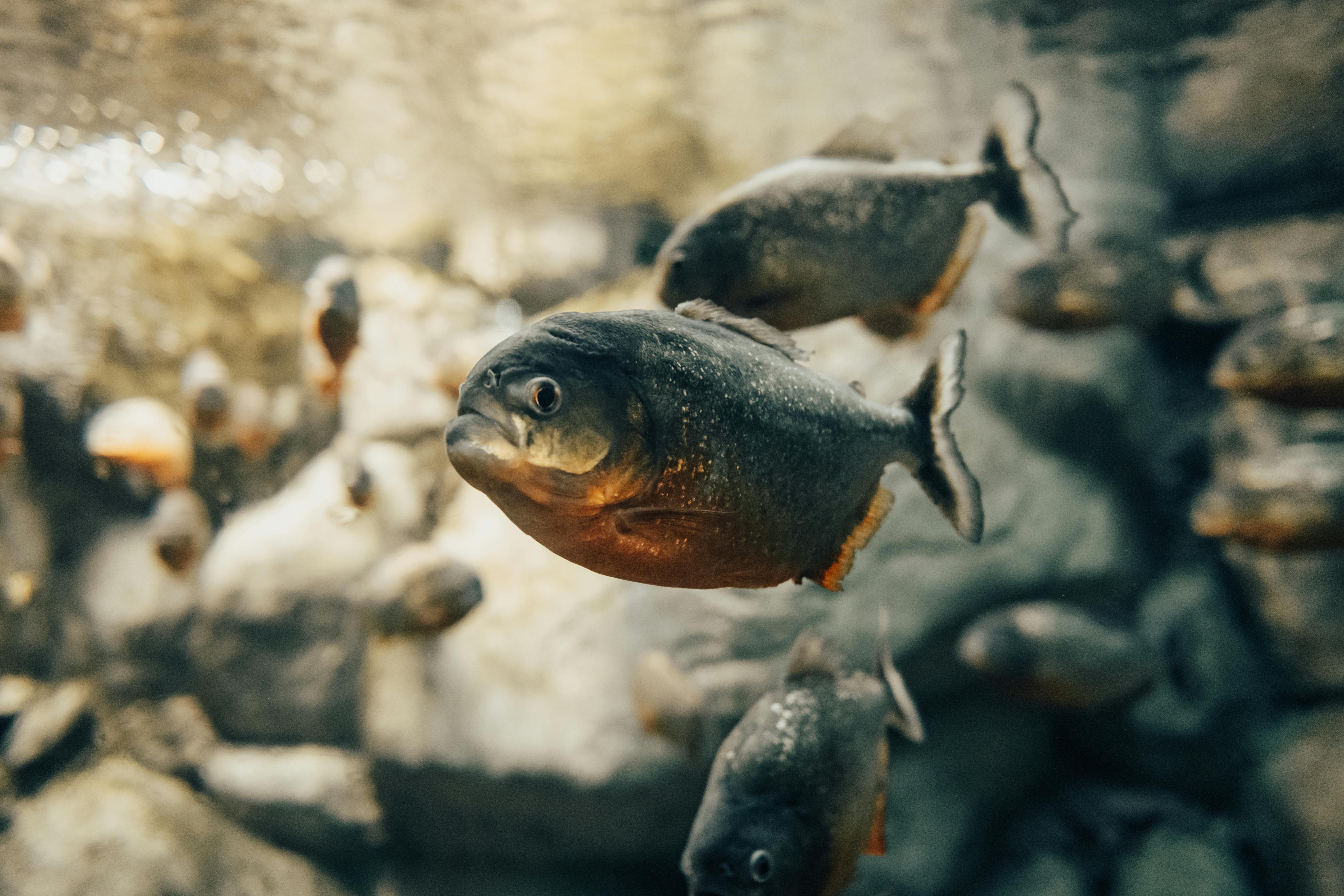 Indian Fish Tank Aquarium Gold Fish Stock Photo - Image of diwali, thsi:  159953514