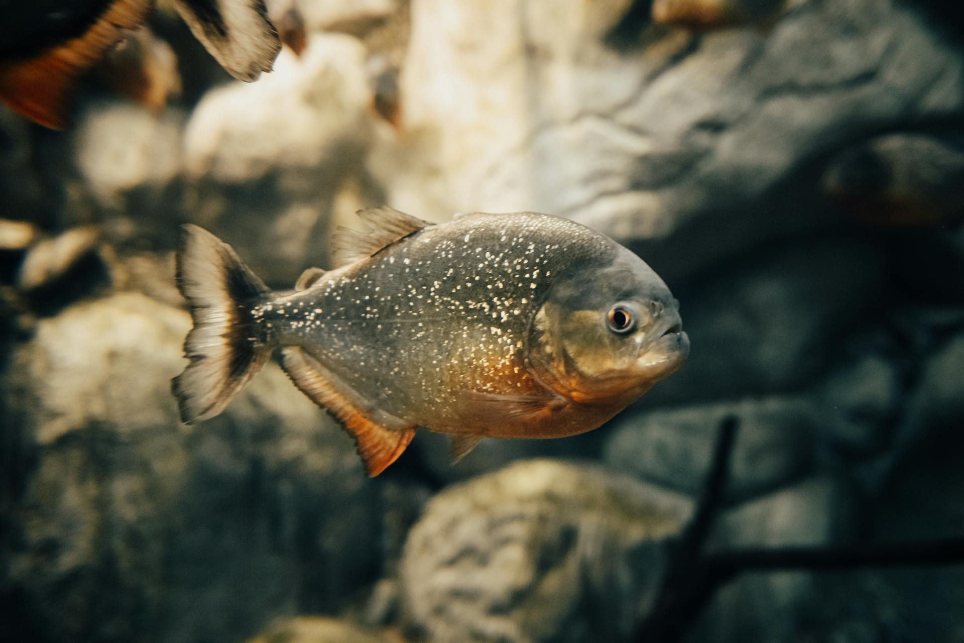 Red-bellied Piranha in Close-up Shot 