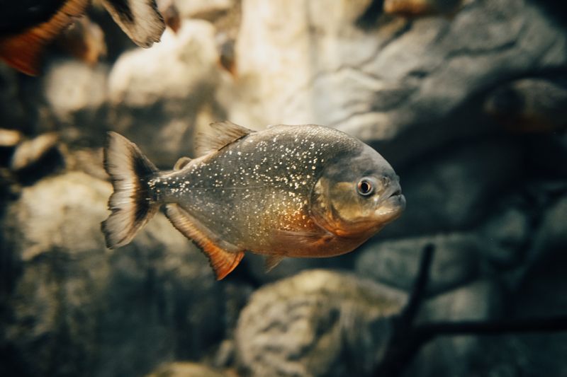 Detailed close-up of a red-bellied piranha swimming underwater, highlighting its scales and distinctive colors.