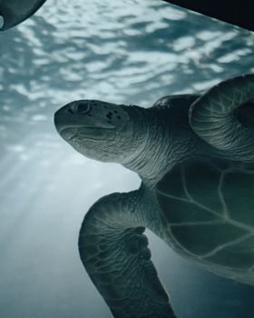 Majestic sea turtle gracefully swimming underwater with sunlight filtering through the ocean surface.