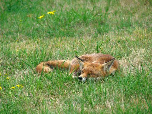 Free A peaceful fox napping in green grass, surrounded by nature. Perfect for wildlife and tranquility themes. Stock Photo