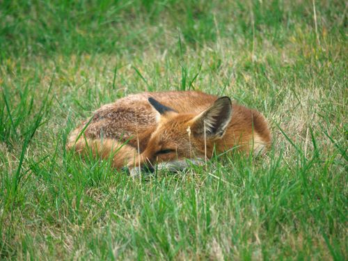Free A serene red fox peacefully sleeping in a lush green meadow. Perfect for wildlife inspirations. Stock Photo