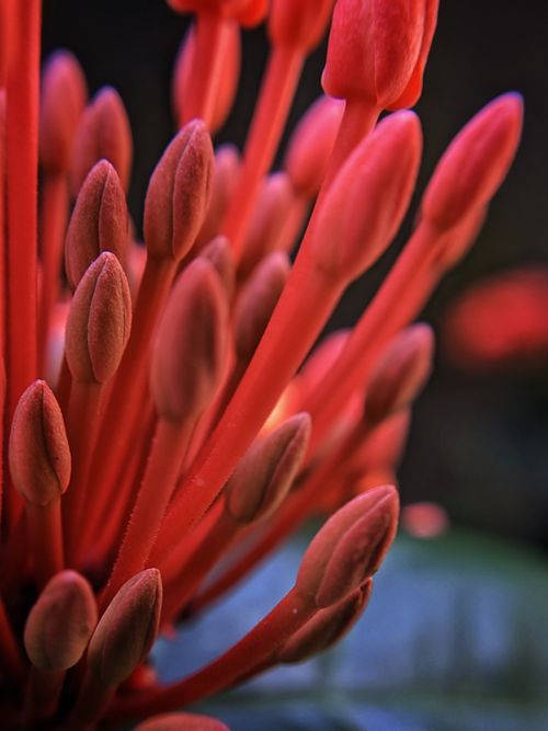 Free Vibrant close-up of red Ixora flowers with buds and blurred background. Stock Photo