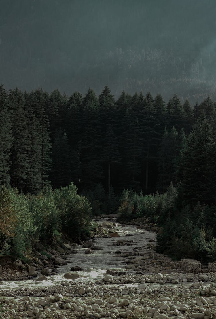 Beautiful Trees In Manali, Himachal Pradesh.