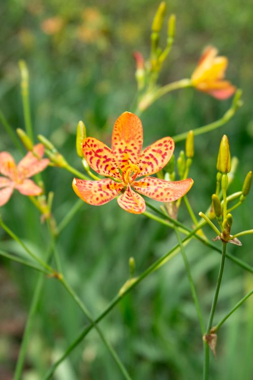 Beautiful Leopard Flower · Free Stock Photo