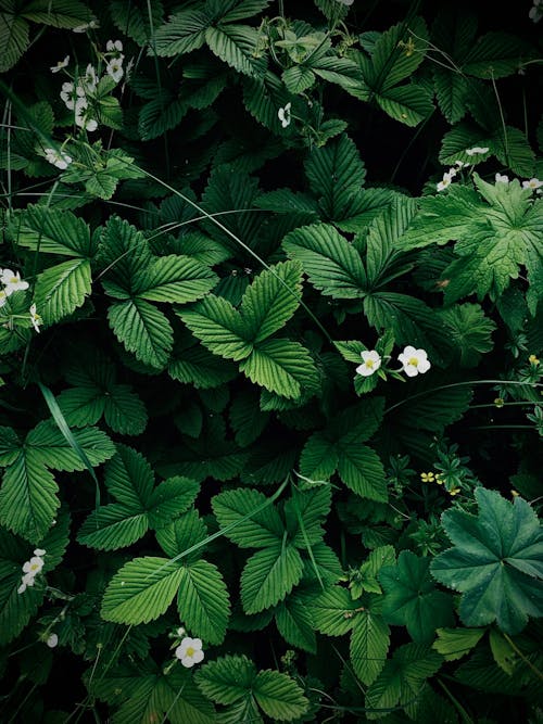 Free Verdant Green Leaves Stock Photo