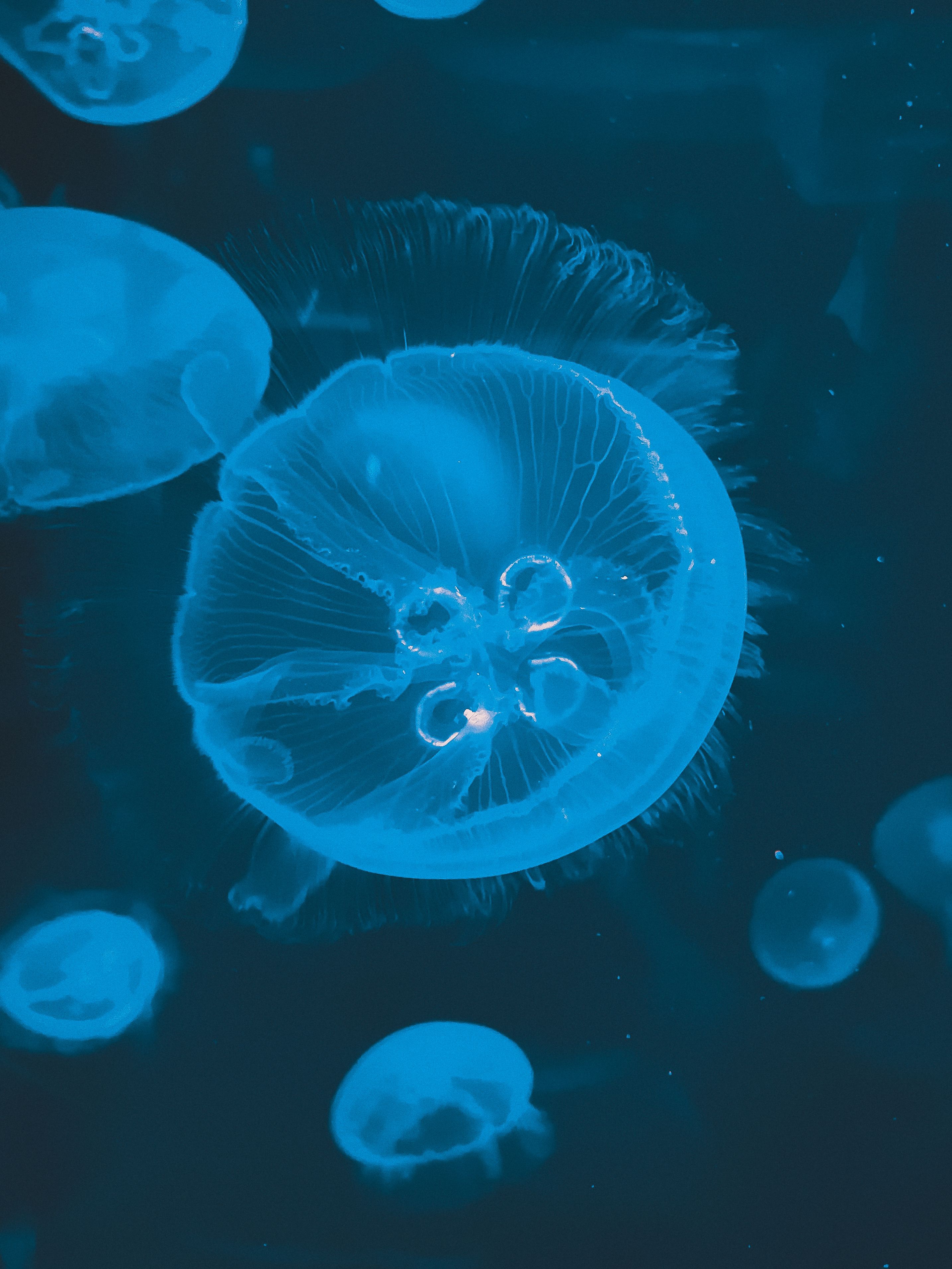 Blue Jellyfish Swimming Underwater · Free Stock Photo