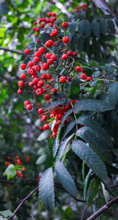 Free Close-up of a rowan berry cluster with vibrant red fruits and green foliage showcasing nature's beauty. Stock Photo