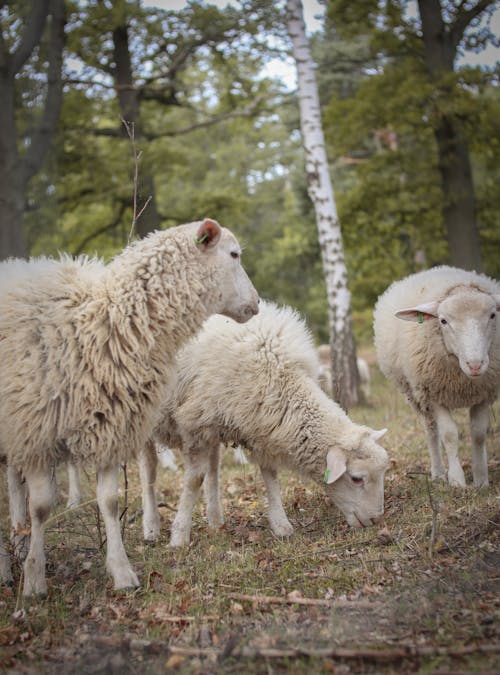 Sheep Herd between Trees
