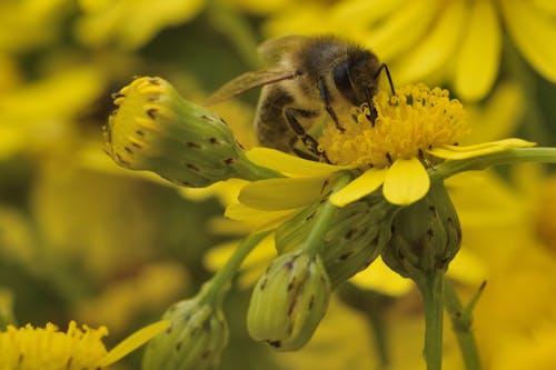 Gratis arkivbilde med bie, blomst, blomsterblad