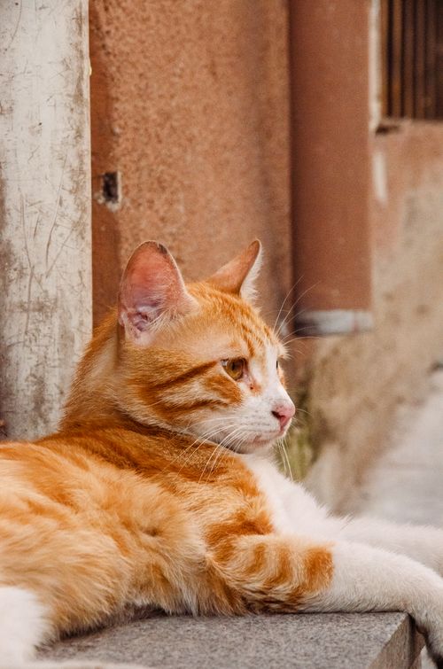 Free Calm tabby cat lounging outdoors, showcasing its ginger fur in a serene setting. Stock Photo