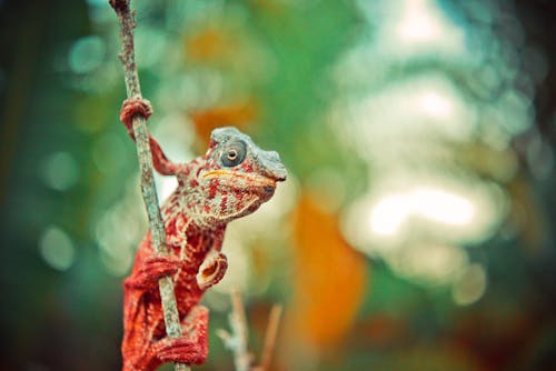 Red and Gray Reptile on Tree Branch