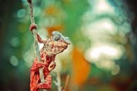 在马达加斯加的树枝上，栖息着一只色彩缤纷的变色龙，背景是充满活力的散景